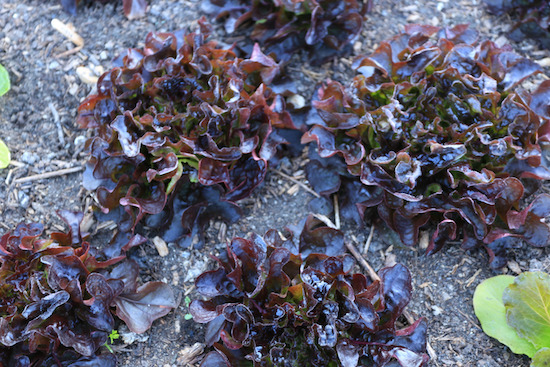 Frost on Navara lettuce 27th April and it was under fleece