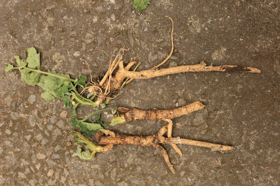 common hogweed taproot is common in the new area