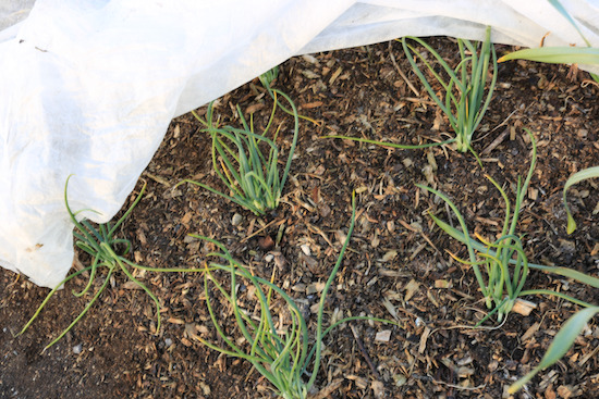 Spring onions Ramrod planted five weeks ago