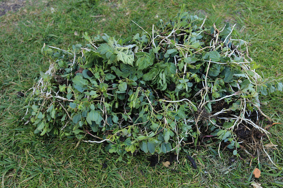 Field bindweed & couch grass + hogweed all with roots from 7m of bed