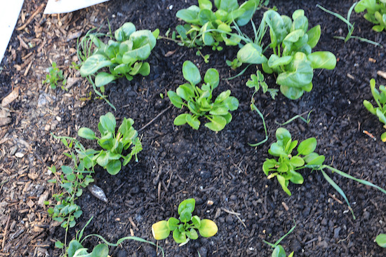 New beds 27th April with emerging couch grass, bindweed and Heracleum
