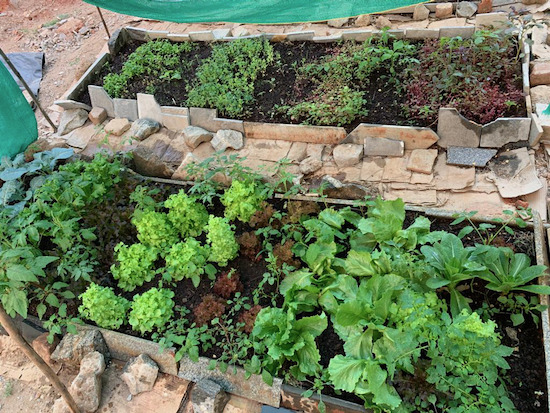 Bangalore no dig garden by Sekhay Reddy- beds made January