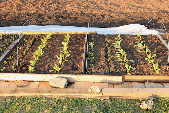 Plantings on same day are spinach, onion, lettuce, carrots, potatoes