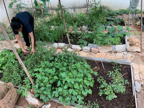 Fantastic productivity and fresh harvests, no dig in India