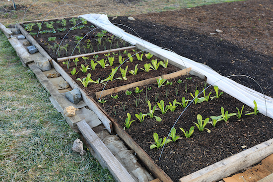 Five days later on 27th April and leaves are slightly frozen