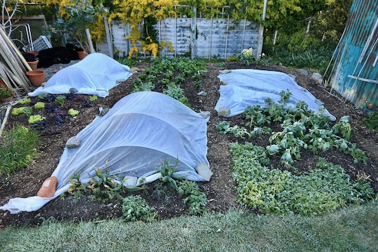 Homeacres no dig small garden last frost 7th May -2.4C 27F