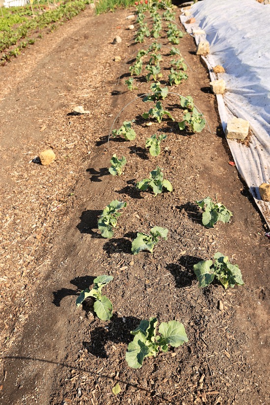 5th May broccoli plants after removing the cover
