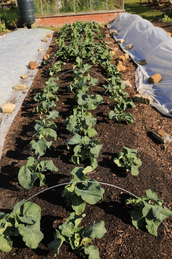 5th May after removing the cover - Belstar broccoli larger plants under fleece