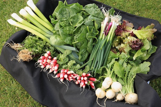 Spring harvest of leeks Bandit, coriander Cruiser, radish FB 38 days, turnip Sweet Marble F1, lettuce new sowings, spring onions, spinach