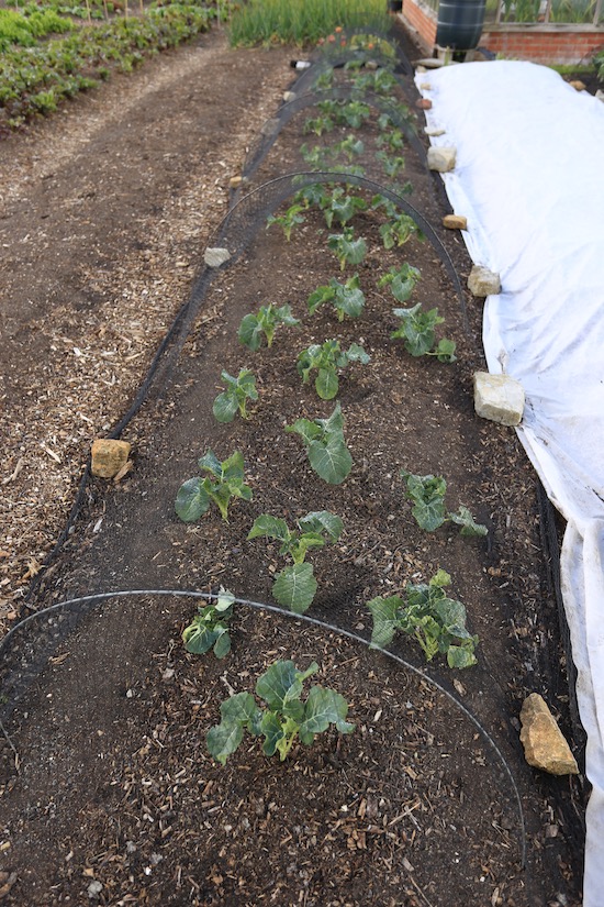 11th May, the same plants which had been under muslin cover
