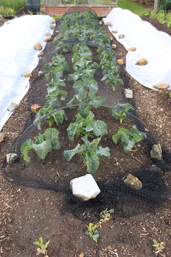 11th May, same plants which were under fleece