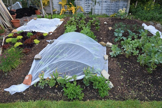 Homeacres no dig, 12th May five days later small garden