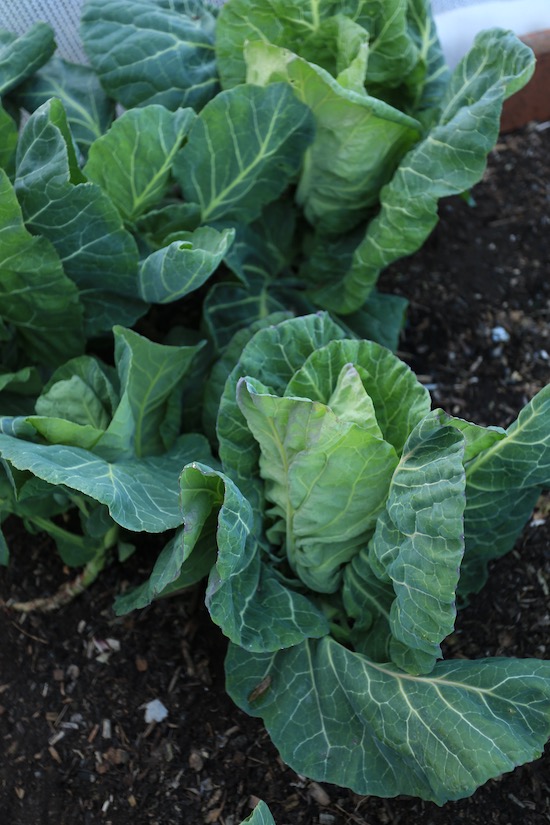 Wheelers Imperial spring cabbage 10th May is ready, was under mesh in winter