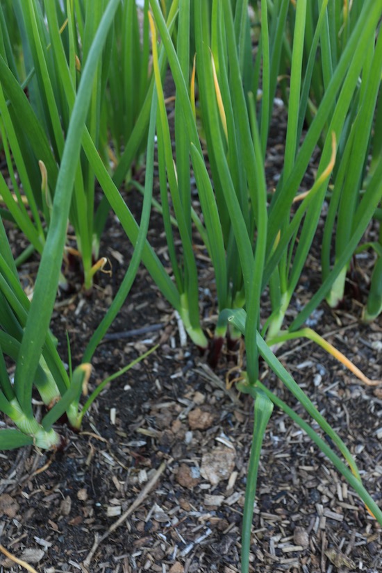 Lilia spring onion were multisown 2nd September, transplanted at two weeks old