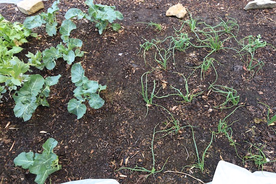 12th May onions and broccoli growing with fleece cover on top