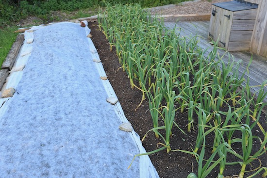 Garlic was planted mid October after squash, 2.5cm compost on top