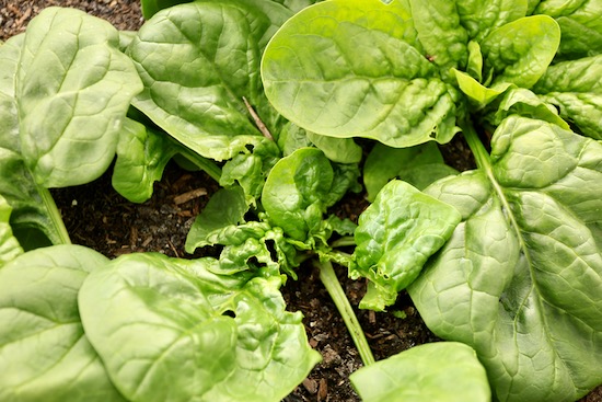 Leatherjacket damage to spinach