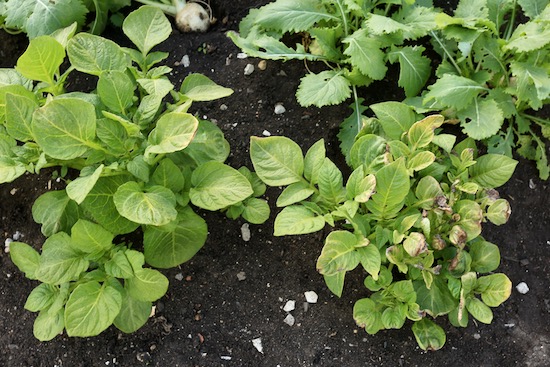 Frost damage to plants edge where touching fleece
