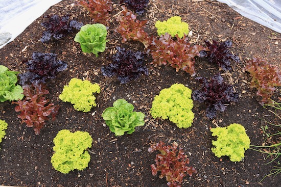 Lettuce after two picks so far