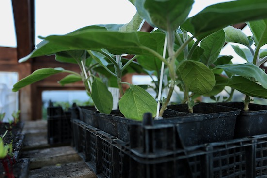 Sown late February, aubergines now off heat and ready to transplant