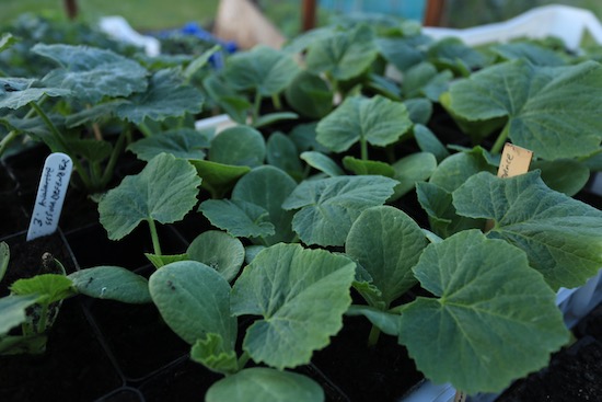 squash plants 20 days old, no rush to plant out