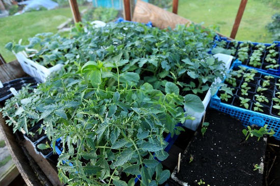 Tomato plants and basil on the now-cooler hotbed