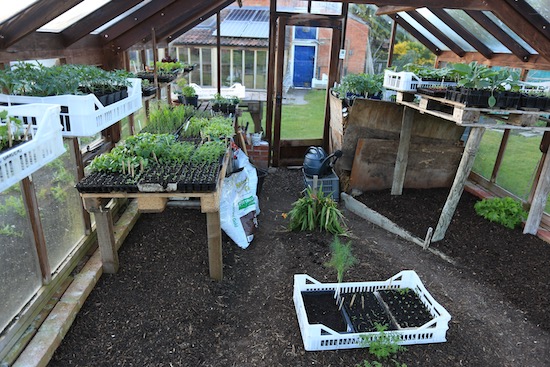 Greenhouse 10th May with many plants now or soon ready to plant