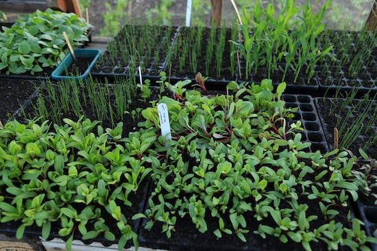 Chard, leeks, sweetcorn, mostly in CD60 modules