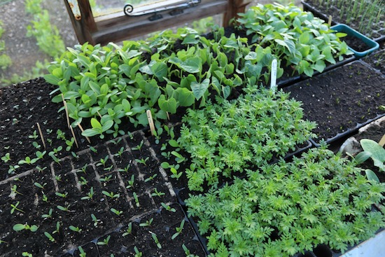 Marigolds two stages, zinnias, French beans