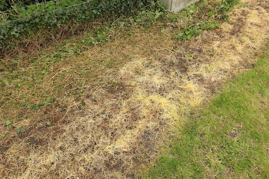 After six weeks under plastic, grass not dead but weaker