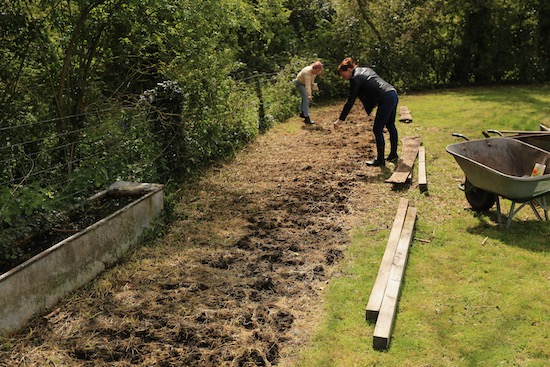 After removing polythene and I pulled out some seed drills with a hoe, now sowing the wildflowers