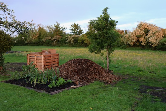 Buttercup and hawthorn flowers