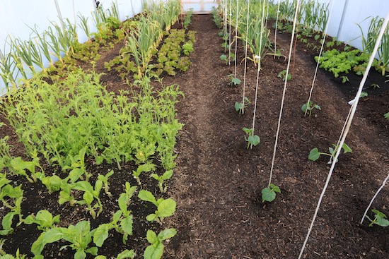 19th May just after spreading the annual layer of compost and transplanting cucumbers