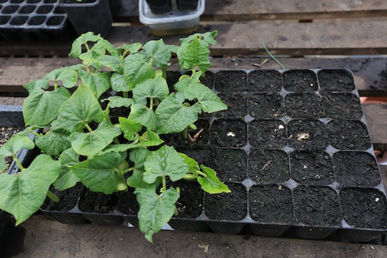 In the 20 cells of this tray on the left I sowed Borlotti beans, and on the right I sowed Czar beans, both home saved
