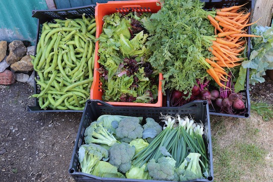 Harvest 2020 of 2nd June calabrese cabbage carrots salad leaves, broad beans