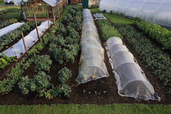 19th May with the purple sprouting broccoli still cropping well
