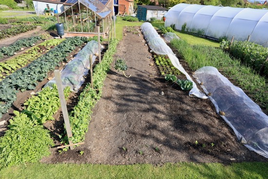 30th May same view, broccoli removed, fewer covers