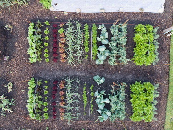 Trial of dig bed top and no dig bottom