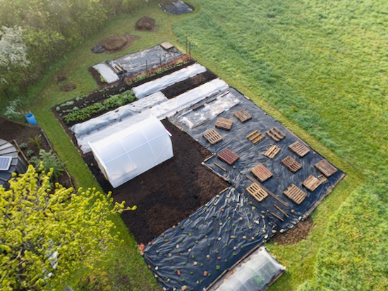 New land new plantings, 26th May