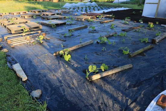 A closer look at the squash plants on 29th May