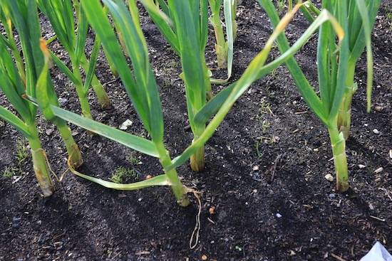 Intersown carrots for autumn are emerging from the drills we made between this garlic