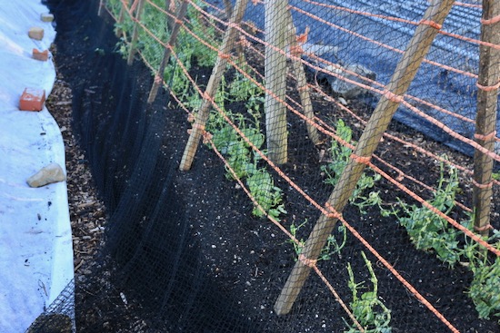 To protect from rabbits we put bird netting around the pea support, but it's not working!