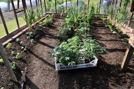 30th May in the greenhouse with basil and melons on the left, tomatoes in the middle and aubergine plants on the right