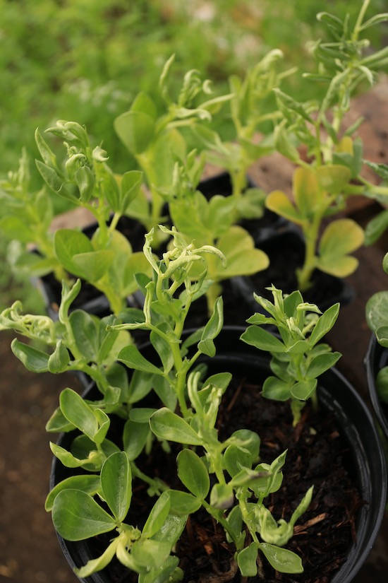 Just a mild dose of the pyralid weedkiller poison affecting new leaves on these plants of field beans