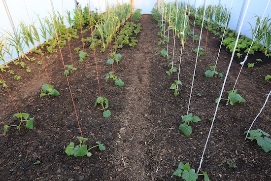 The same view 11 days later, little new growth!