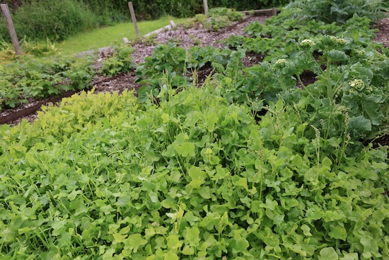Buckler leaved sorrel in its ninth year