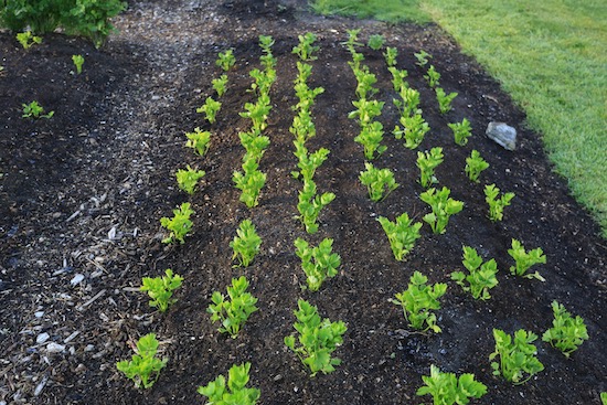 Celery 20 days after transplant and was under fleece for 16 days