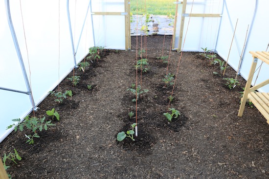 29th May, and it will be fascinating to compare growth here with my existing polytunnel