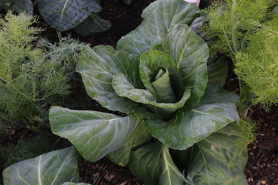Cabbage Caraflex F1 was under fleece until 27th May, interplanted with dill