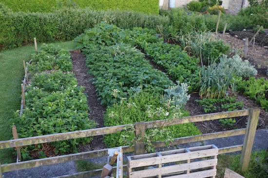Autumn raspberries, new potatoes, parsnips and Buckler leaved sorrel in front